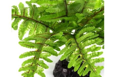 PLANTE ARTIFICIELLE