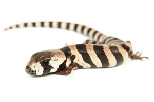Cyclodomorphus gerrardii