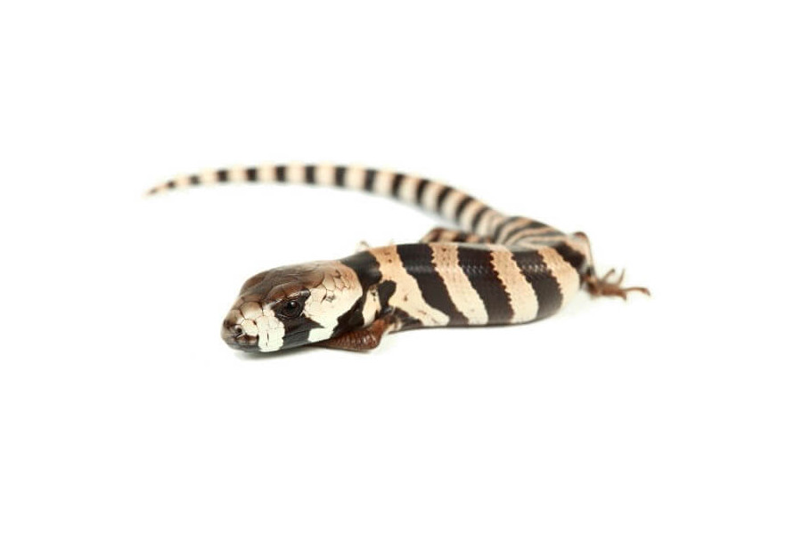 Cyclodomorphus gerrardii Cyclodomorphus gerrardii