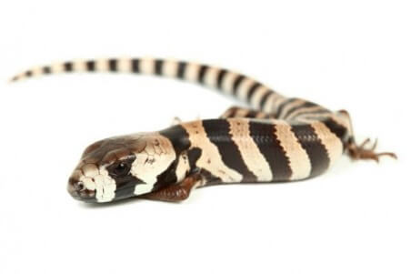 Cyclodomorphus gerrardii