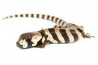Cyclodomorphus gerrardii