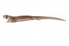 Cyclodomorphus gerrardii