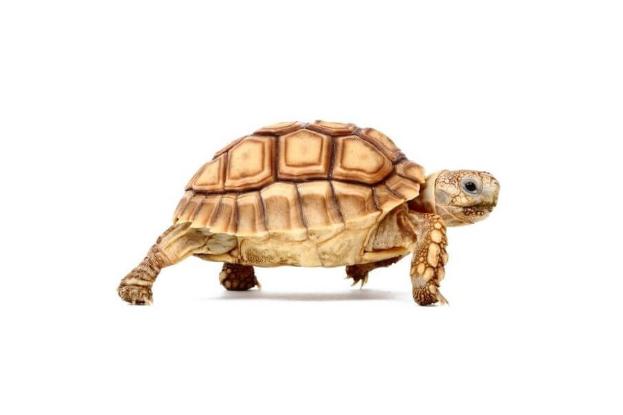 Centrochelys (Geochelone) sulcata, 8 cm