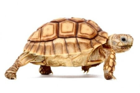 Centrochelys (Geochelone) sulcata, 8 cm