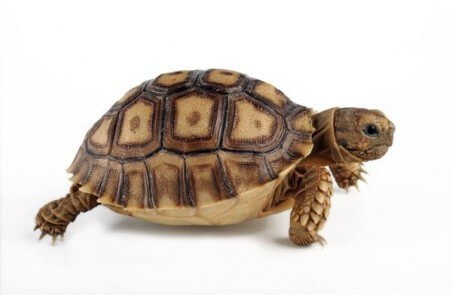 Centrochelys (Geochelone) sulcata, 8 cm