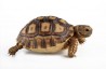 Centrochelys (Geochelone) sulcata, 8 cm