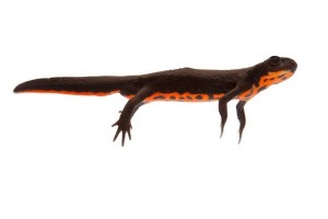 Hypselotriton (Cynops) orientalis