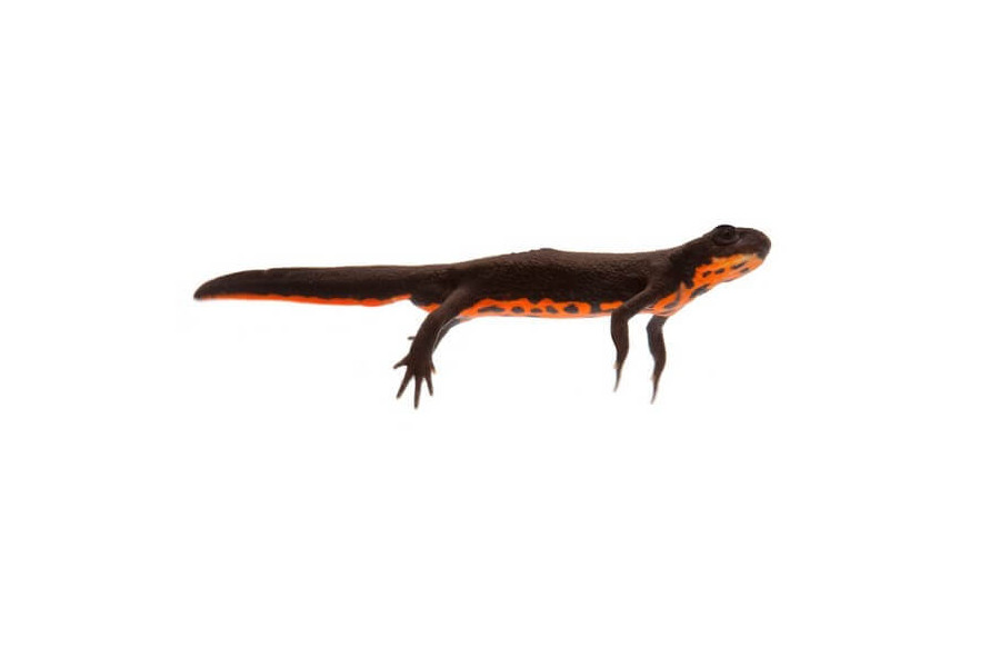 Hypselotriton (Cynops) orientalis Hypselotriton (Cynops) orientalis