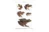 Amphibians of Cambodia A field Guide