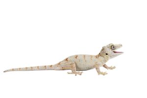 Rhacodactylus auriculatus