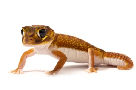 Nephrurus levis pilbarensis Nephrurus levis pilbarensis