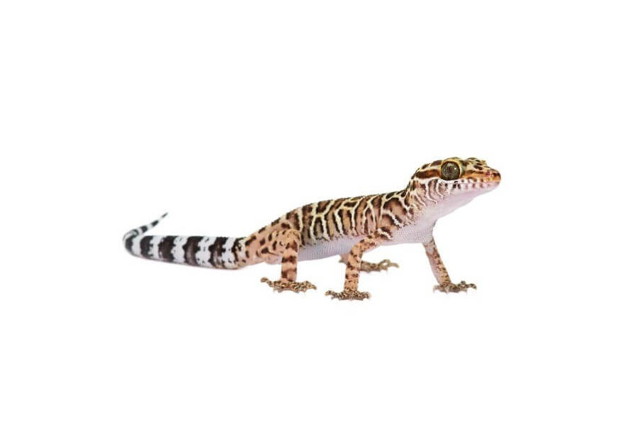 Cyrtodactylus peguensis Cyrtodactylus peguensis