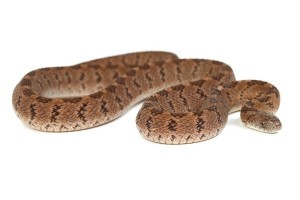 Dasypeltis confusa