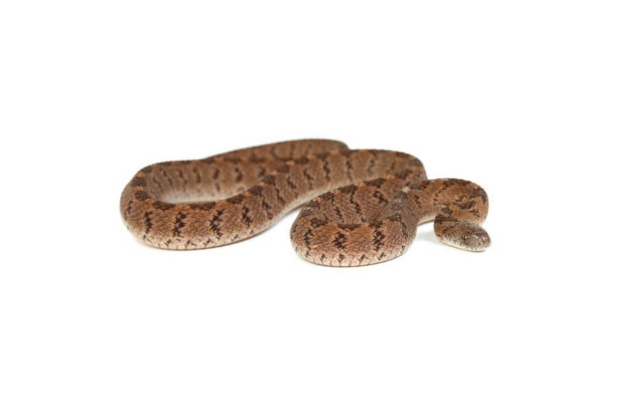 Dasypeltis confusa Dasypeltis confusa
