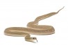 Dasypeltis gansi