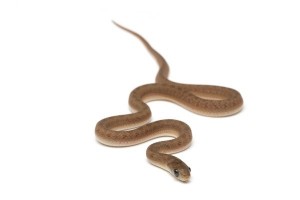 Dasypeltis gansi, bébé