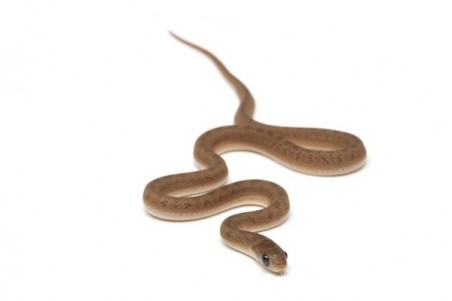Dasypeltis gansi, bébé
