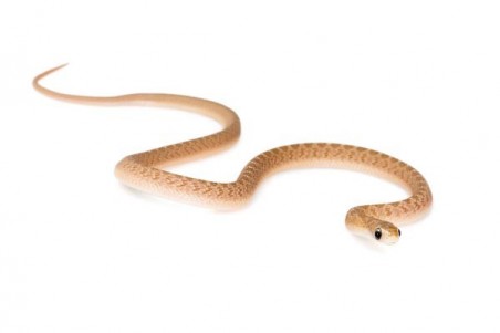 Dasypeltis gansi, bébé