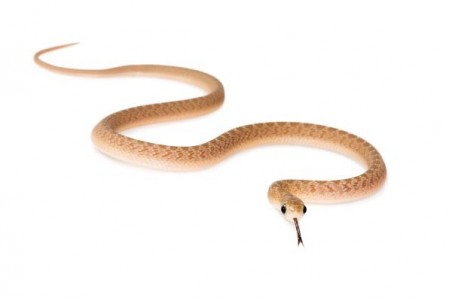 Dasypeltis gansi, bébé