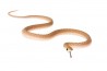 Dasypeltis gansi, bébé