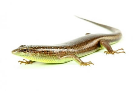 Dasia olivacea