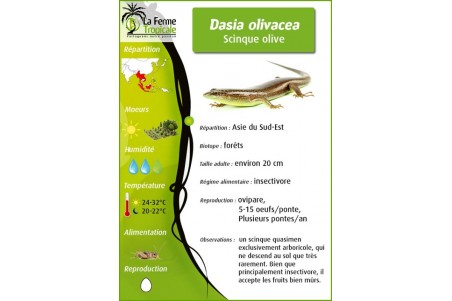 Dasia olivacea