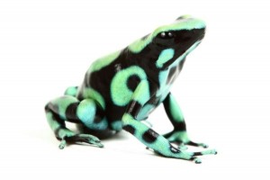 Dendrobates auratus, Costa Rica