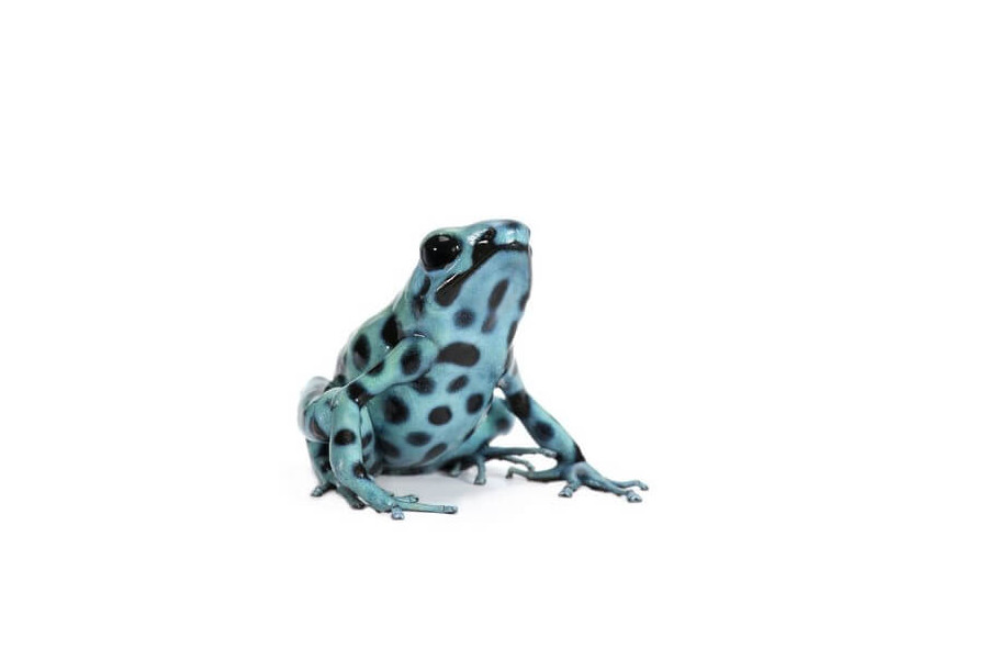 Dendrobates auratus, microspot Dendrobates auratus, microspot