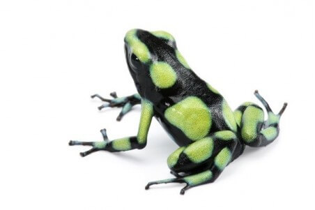 Dendrobates auratus, "Capurgana"