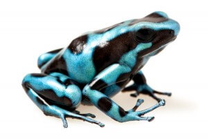 Dendrobates auratus, "El Copé"