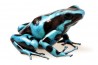 Dendrobates auratus, "El Copé"