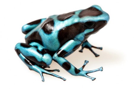 Dendrobates auratus, "El Copé"