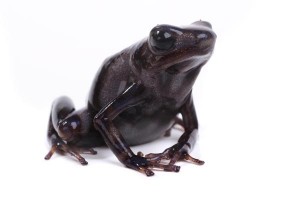 Dendrobates auratus, "Peña...