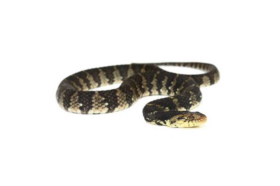 Nerodia fasciata pictiventris, femelle adulte