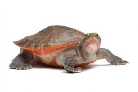 Emydura subglobosa, mâle adulte