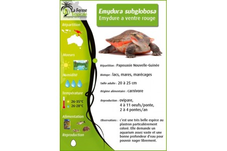 Emydura subglobosa, mâle adulte