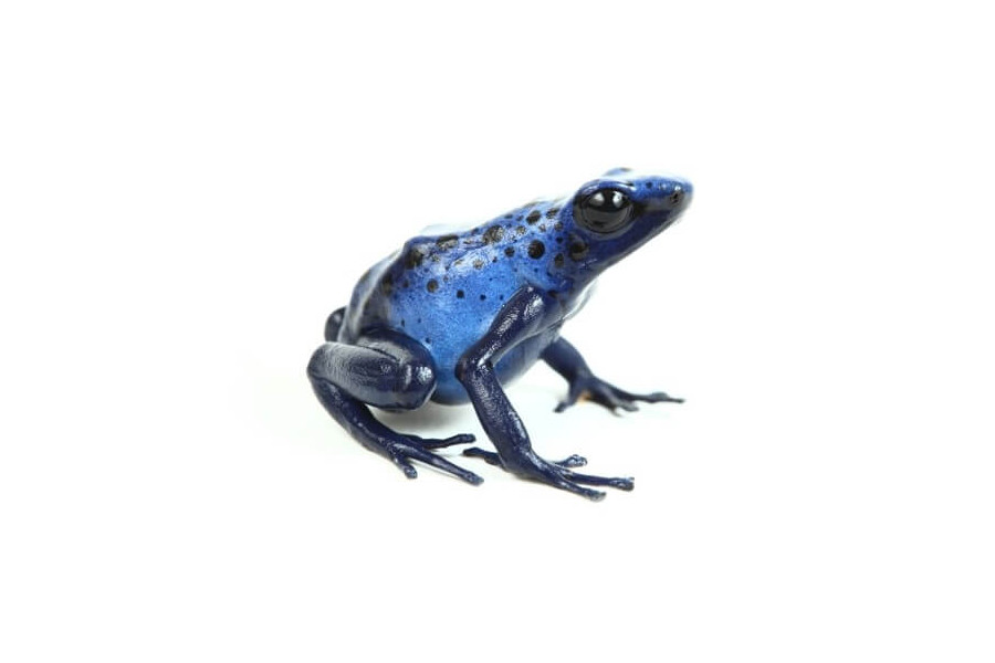 Dendrobates tinctorius azureus