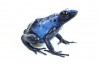 Dendrobates tinctorius azureus