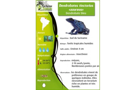 Dendrobates tinctorius azureus