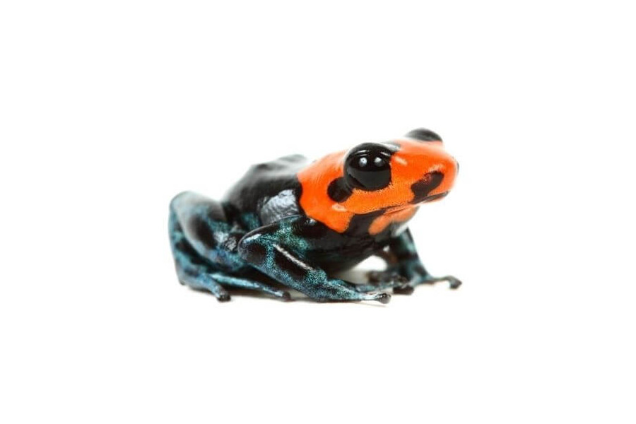 Ranitomeya benedicta Ranitomeya benedicta