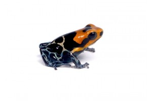 Ranitomeya (Dendrobates)...