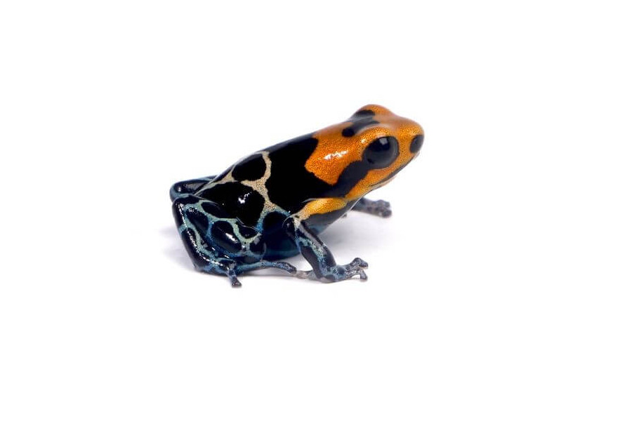 Ranitomeya (Dendrobates) fantastica Ranitomeya (Dendrobates) fantastica