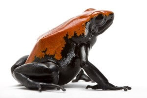 Adelphobates (Dendrobates)...