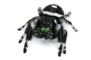 Phidippus regius, mâle adulte