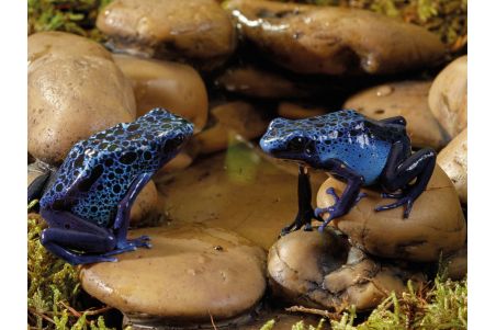 Frog Pond Abreuvoir galets