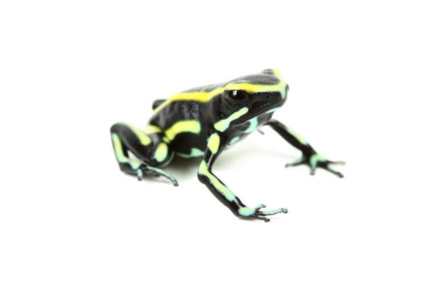 Dendrobates truncatus Dendrobates truncatus