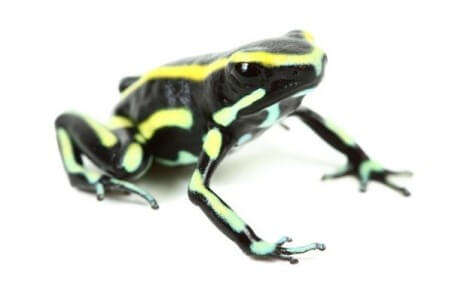 Dendrobates truncatus