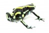 Dendrobates truncatus