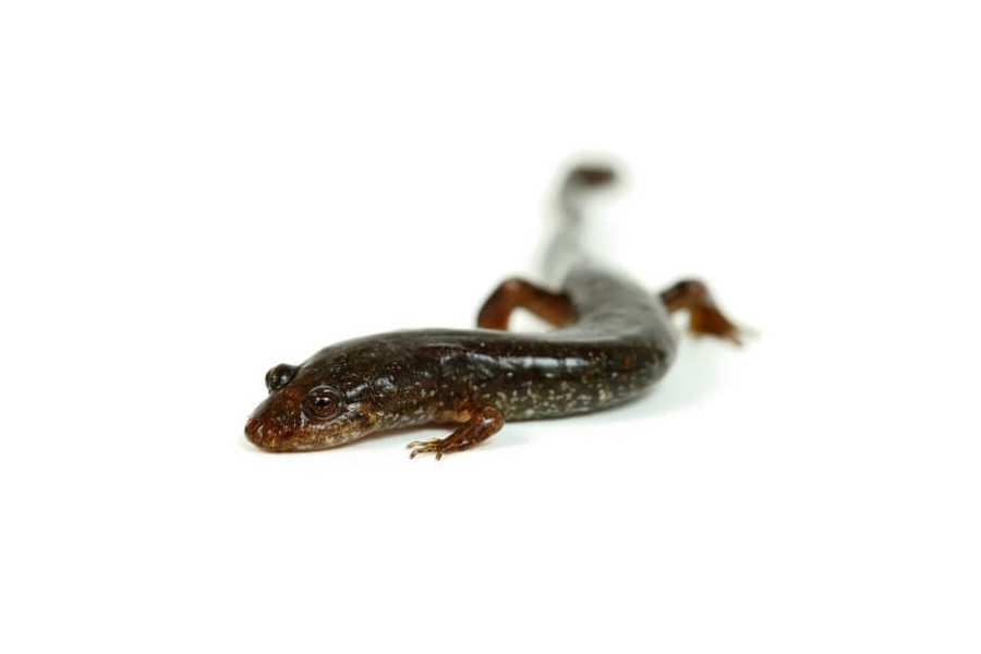 Desmognathus fuscus