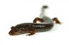 Desmognathus fuscus